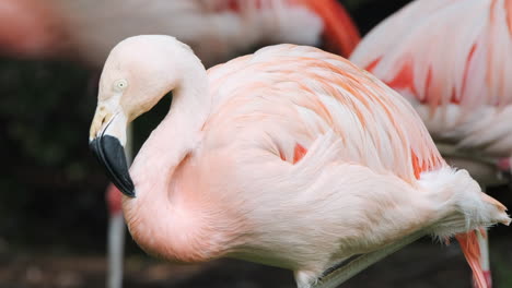 Pink-Flamingo-portrait-in-profile,-standing-on-one-leg,-pink-feathers