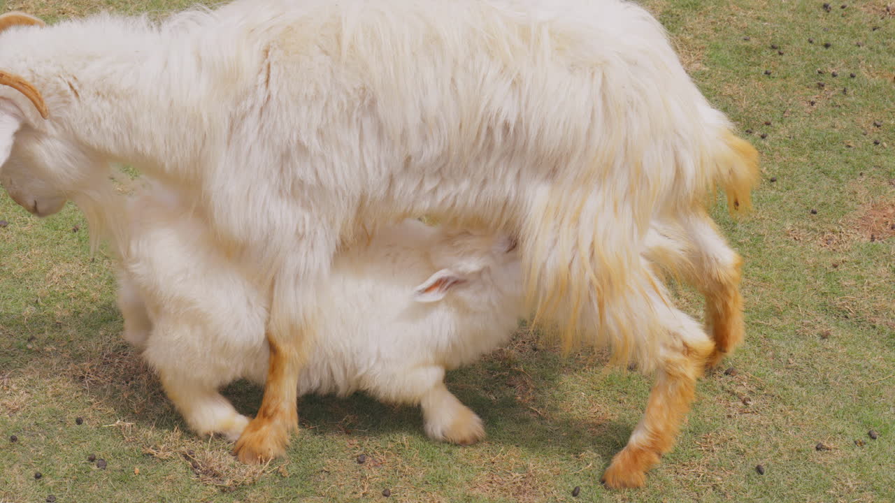An adorable baby goat eagerly drinks milk from its mother, showcasing a tender moment of bonding. The scene captures the warmth of maternal care in a natural farm setting.