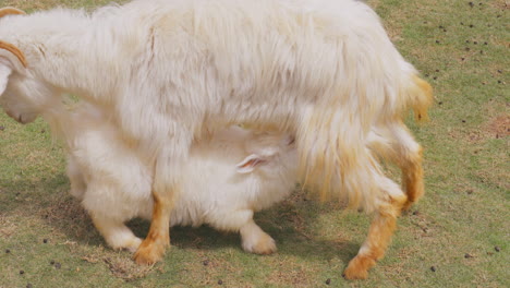 an adorable baby goat eagerly drinks milk from its mother, showcasing a tender moment of bonding. the scene captures the warmth of maternal care in a natural farm setting.