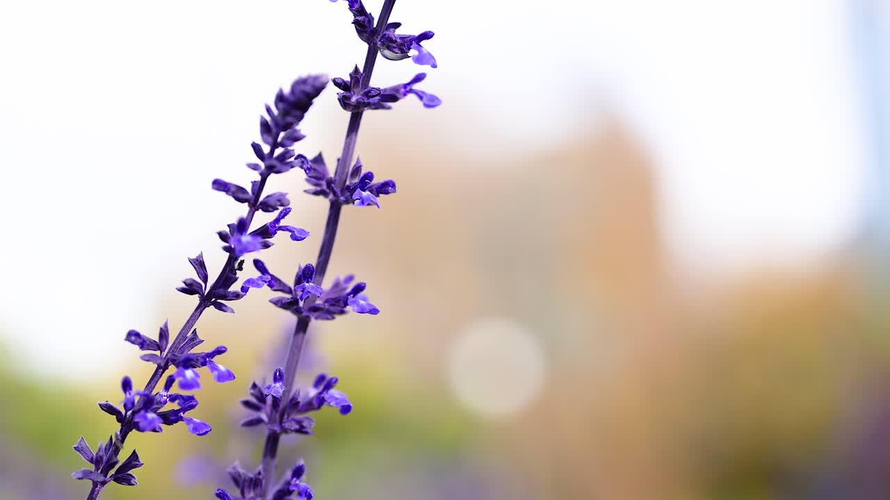 flor de salvia púrpura en un entorno natural al aire libre