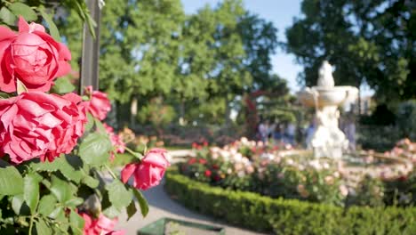a lovely quiet scene of the rose garden la rosaleda in retiro park in spring, with out of focus visitors in the far background.
