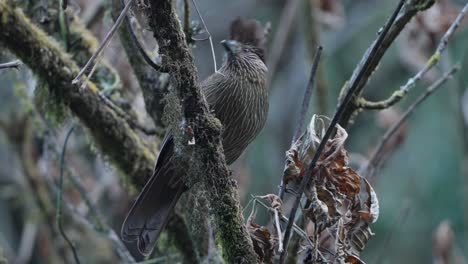 striated laughingthrush bird in nepal
