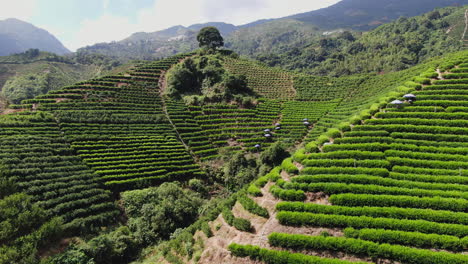 plantación de té en colinas en terrazas
