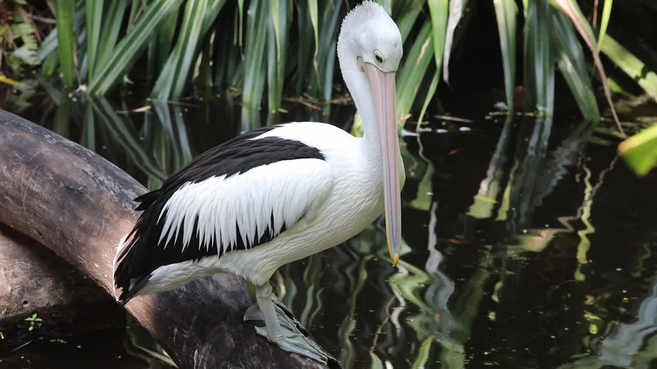 Pelicans Standing on Logs Above Pond in Tropical Wildlife Habitat