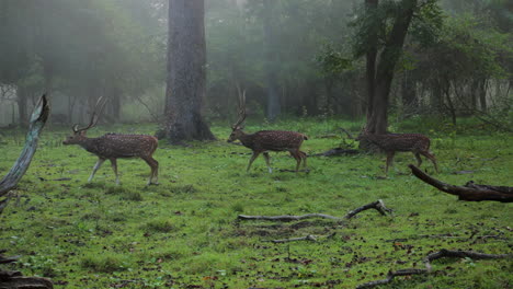 early morning misty forest scene with three spotted deer walking in nagarahole