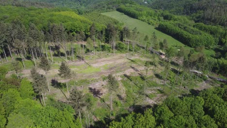 aerial shot of forest dieback during sunny day,large wood clearing of dry trees in nature