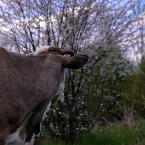 domestic animal chewing grass outdoors. milk cow grazing on pasture among beautiful spring nature. side view