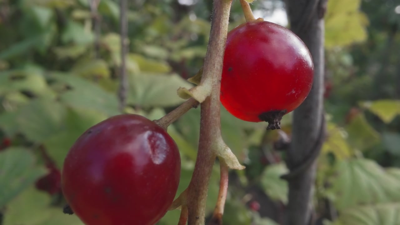 Primo piano di bacche di ribes rosso mature che crescono su un cespuglio