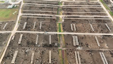 high aerial of sprawling cattle feedlot in texas, usa
