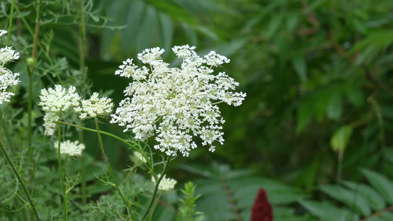 A few sprigs of queen anns lace blowing in the slight breeze.