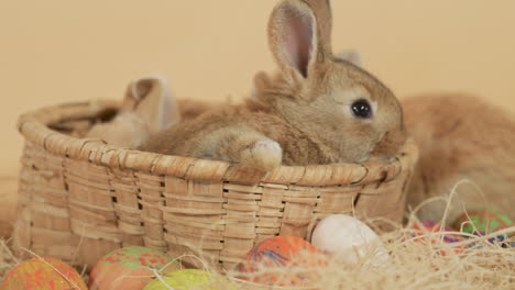 conejitos marrones y jengibre envueltos dentro de una canasta de mimbre de pascua - primer plano a nivel de los ojos