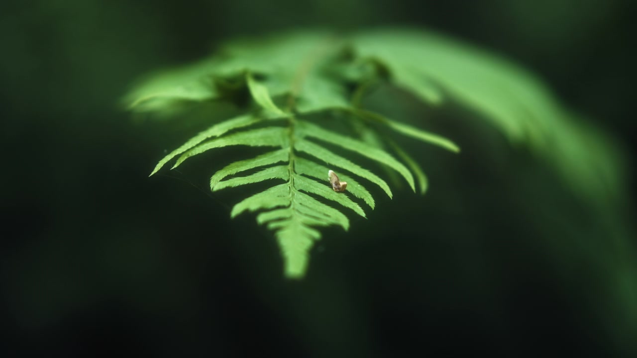 Close up of a fern leaf in the temperate rainforest