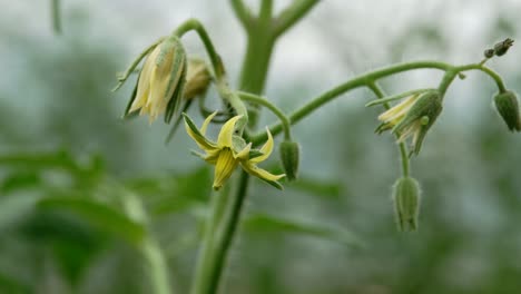 cherry tomato flower in shallow depth of field