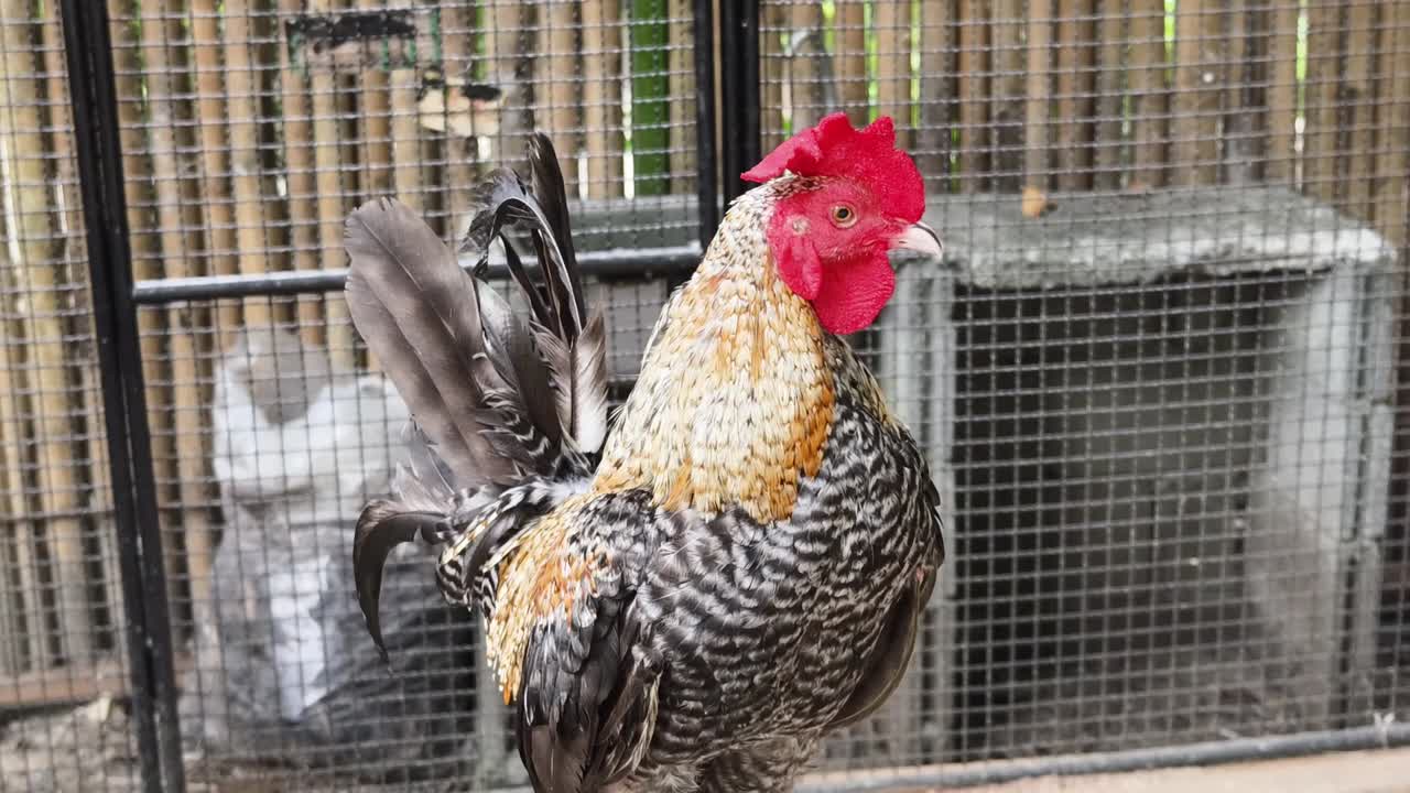 gallo en una jaula