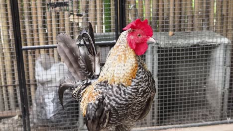 rooster in a cage