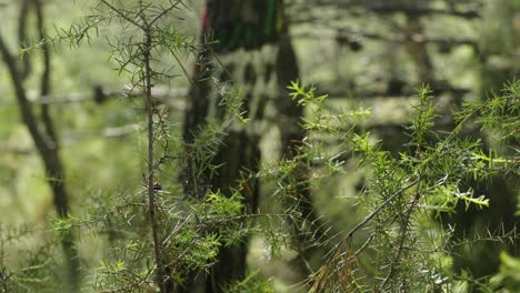 Plantas-Puntiagudas-Soplan-En-El-Viento-Suave-En-Lo-Profundo-De-Un-Bosque-Verde,-De-Mano