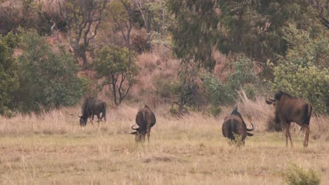 ñus-Comunes-Pastando-En-La-Ventosa-Sabana-Africana