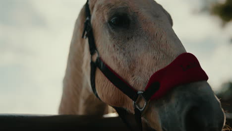 horse's mouth in focus as it leans against railing steadily, shot from low angle near stable entrance