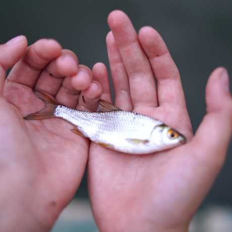 man's hands holding alive fish on blur background. boy holds river fish in his hands. fish is moving a little and breathing hard in hands. close-up.