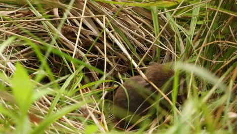 cute little field mouse hiding in grass agricultural meadow habitat looking for food