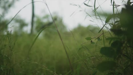 a low angle view from an animal burrow in the undergrowth of a tree, racking focus to reveal the natural surroundings and dense lush vegetation, india