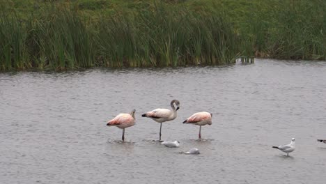 chilean flamingos standing in the wetlands with more birds around