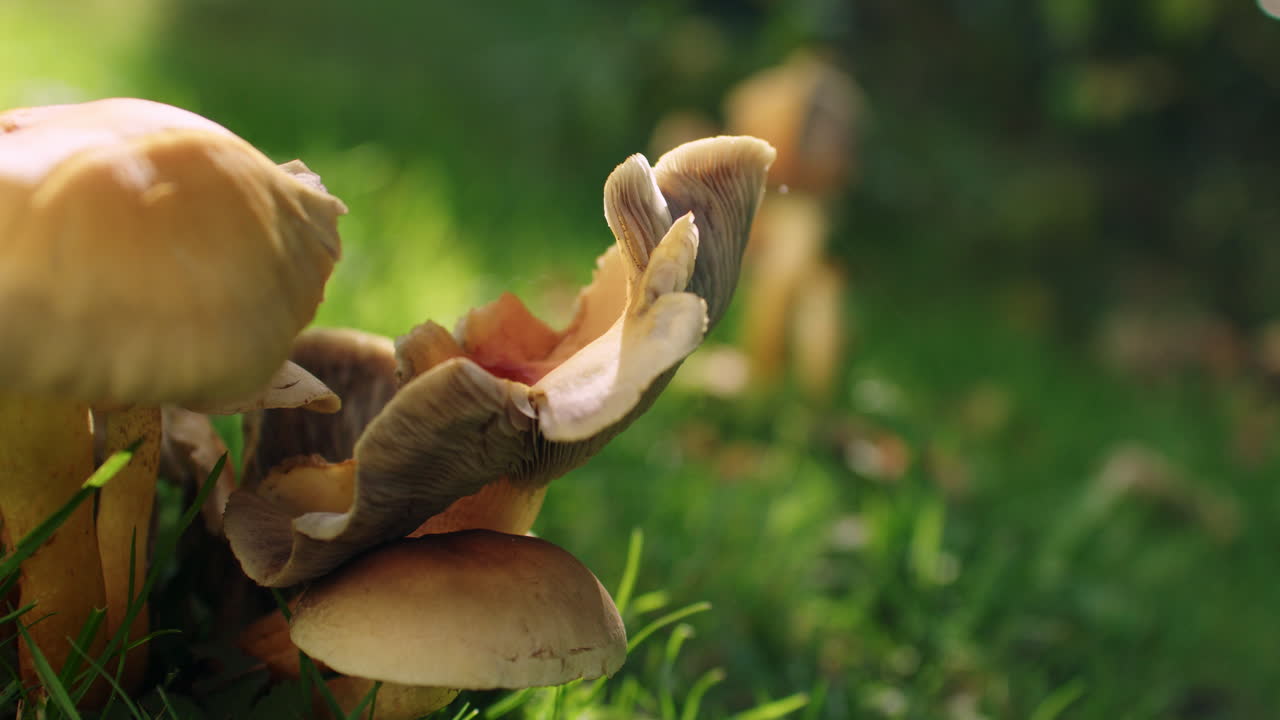 Primo piano medio di un fungo volumetrico non definito che cresce in un giardino