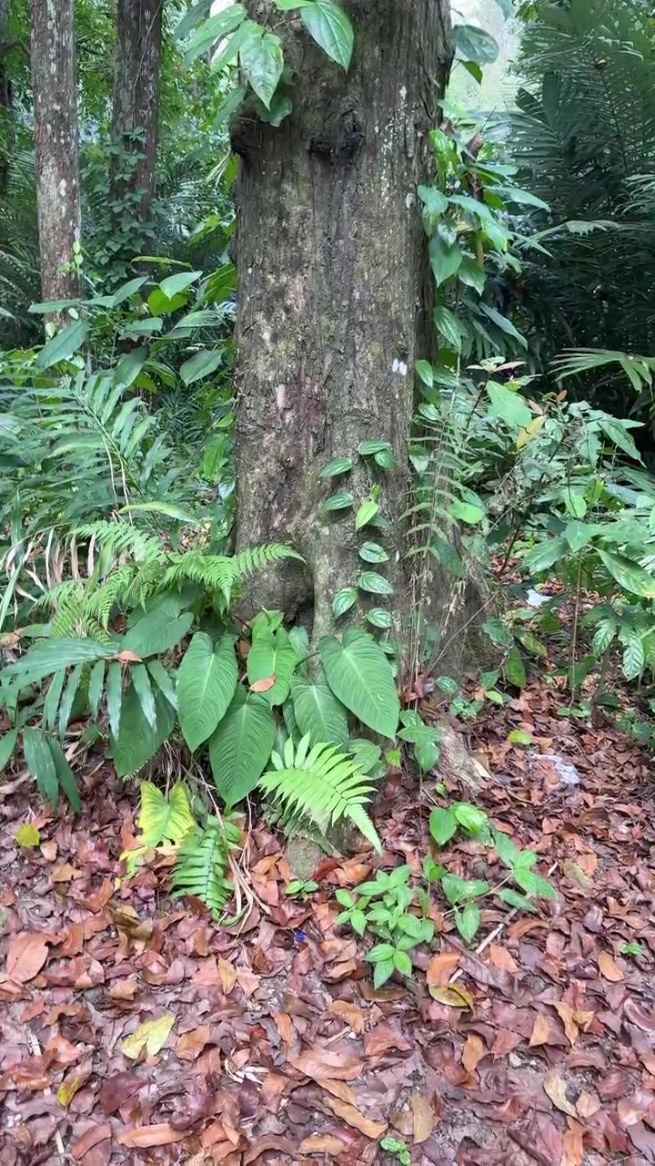 Batang Pohon Besar Dikelilingi Dedaunan Tropis yang Rimbun di Hutan