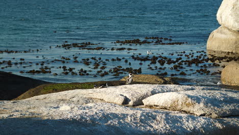 group of three adult african penguins sunbathing in the afternoon on coastal rocks in front of floating seaweed in the ocean tide