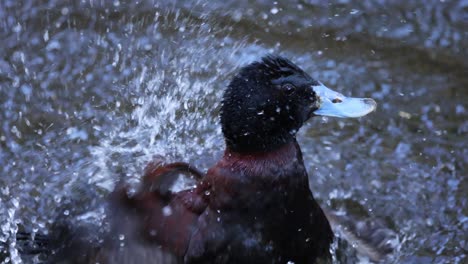 duck energetically splashing in water at melbourne zoo