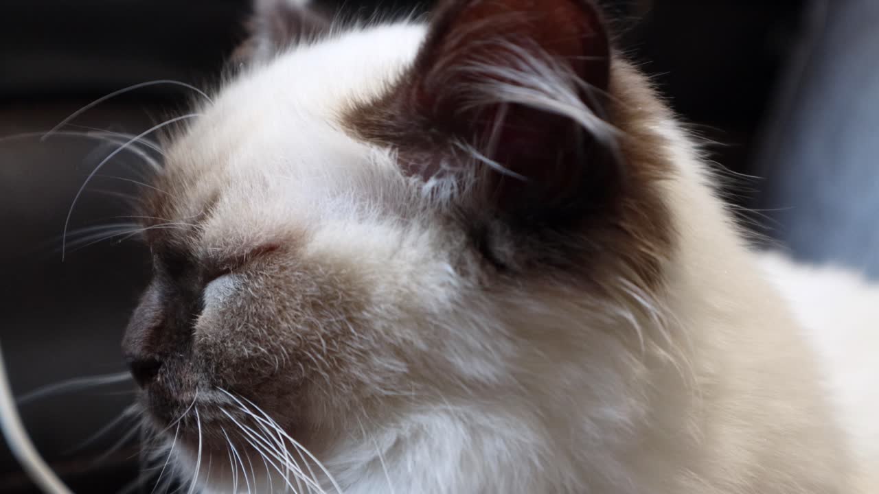 슬픈 rogdoll 새끼 고양이 고양이 느낌 화가