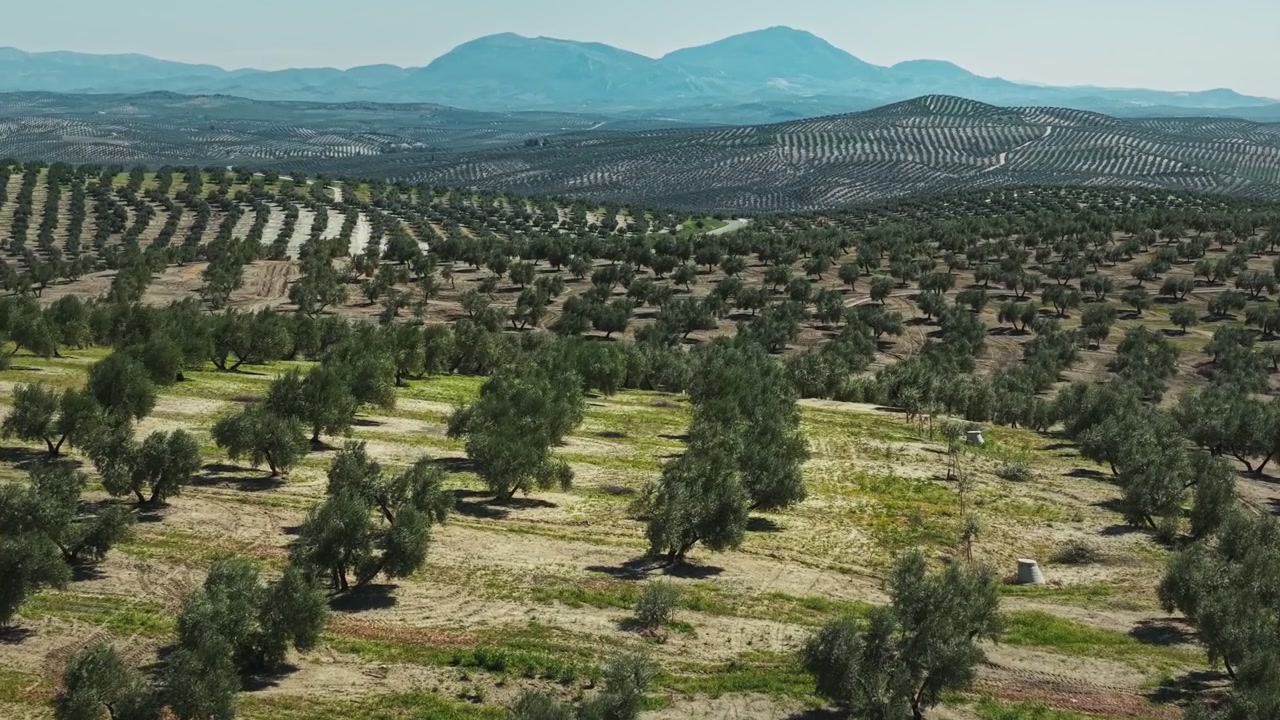 Innumerevoli ulivi ricoprono le colline sotto montagne lontane vicino a Porcuna