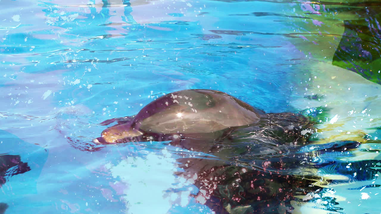 resumen de delfines 02