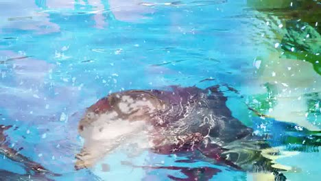 dolphins abstract 02
