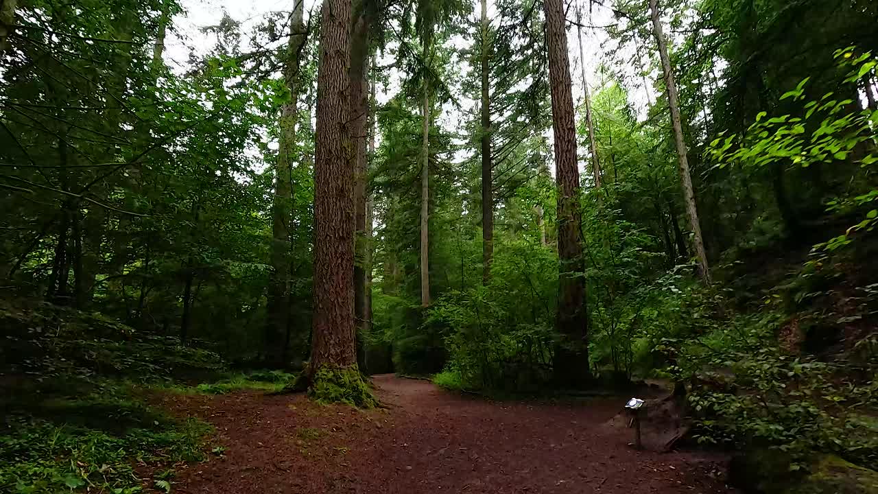 escena serena del bosque con árboles altísimos