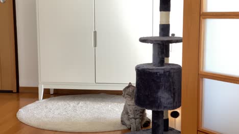 portrait of domestic pet cat relaxing with family at home