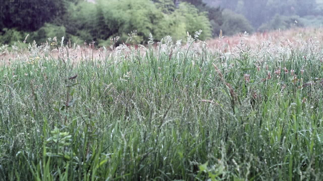 lluvia en el campo: paisaje sereno de brotes de hierba húmeda en una lluvia suave - escena artística
