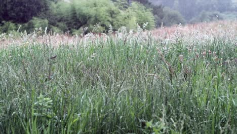 Regen-Auf-Dem-Land:-Ruhige-Landschaft-Mit-Nassem-Gras,-Das-Im-Sanften-Regen-Sprießt---Künstlerische-Szene