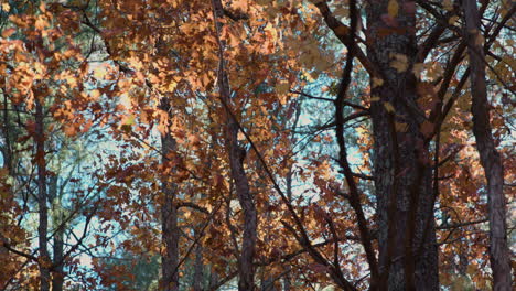 Hojas-De-Otoño-Soplando-En-El-Viento