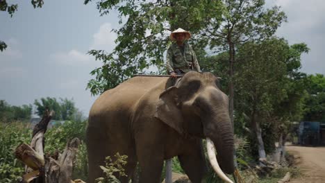 man riding an elephant in a rural landscape
