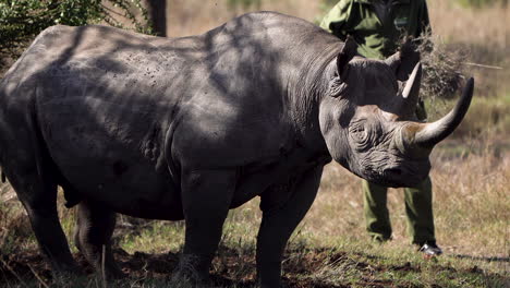 half-blind black rhinoceros with massive horns walking with a field guide