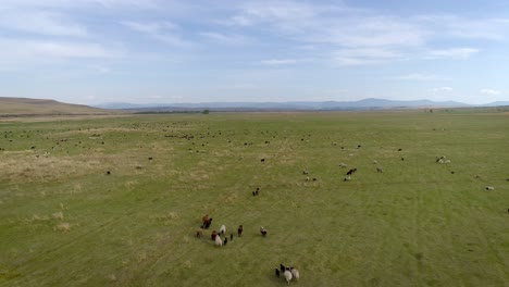 vista aérea de un rebaño de ovejas pastando en un campo