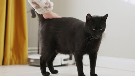 woman's hand petting the head to tail of black cat