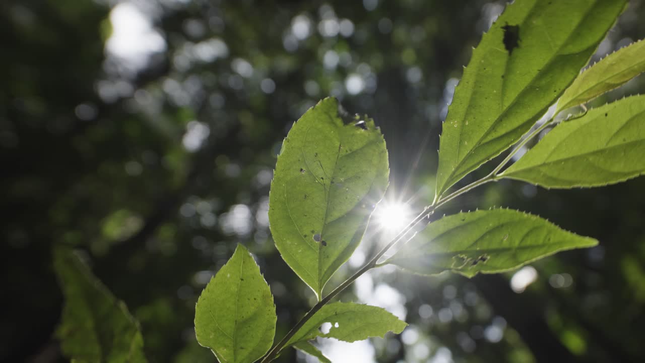 llamarada de sol dentro de la selva tropical con enfoque en hermosas ramas y hojas