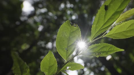 Llamarada-Solar-Dentro-De-La-Selva-Tropical-Con-Foco-En-Hermosas-Ramitas-Y-Hojas