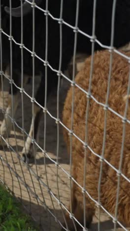 feeding sheep and rams through a wire fence at the farm