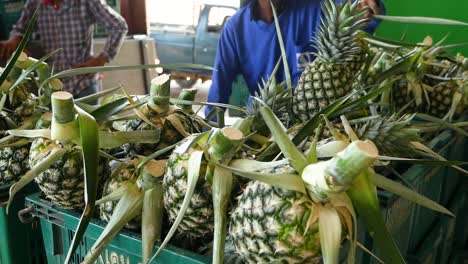 Pineapple-Harvesting
Shot-On-GH5-with-12-35-f2