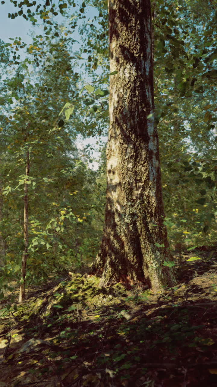 Lush green forest with sunlight filtering through leafy canopy under blue sky