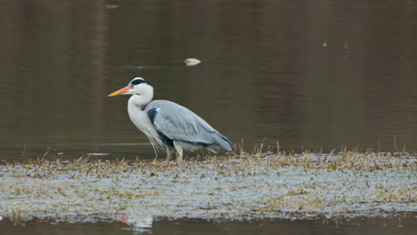 Grey-heron-fishing-on-a-marsh-in-Seoul-Grand-Park