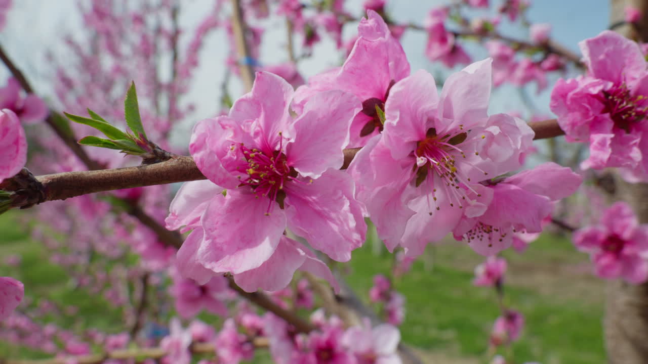 Close Up of Peach Blossoms Fluttering in the Gentle Spring Breeze